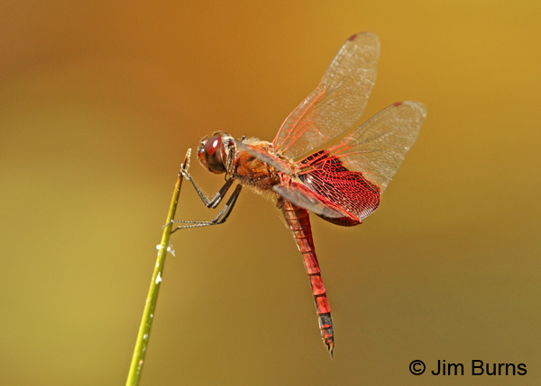 Carolina Saddlebags male, Chesterfield Co., SC, May 2014