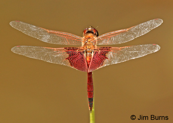 Carolina Saddlebags male dorsal view, Chesterfield Co., SC, May 2014