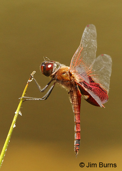 Carolina Saddlebags male vertical, Chesterfield Co., SC, May 2014