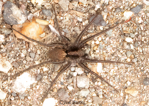 Carolina Wolf Spider, Wyoming--0957