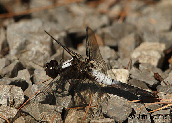 Chalk-fronted Corporal male, Huntingdon Co., PA, June 2015