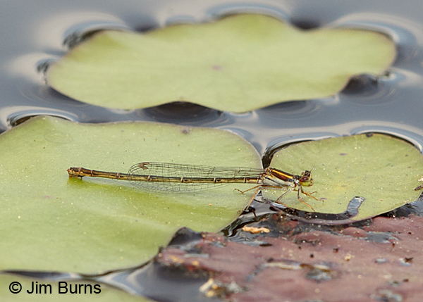 Cherry Bluet female, Chesterfield Co., SC, May 2014