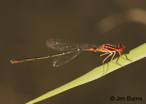Cherry Bluet male, Horry Co., SC, May 2014