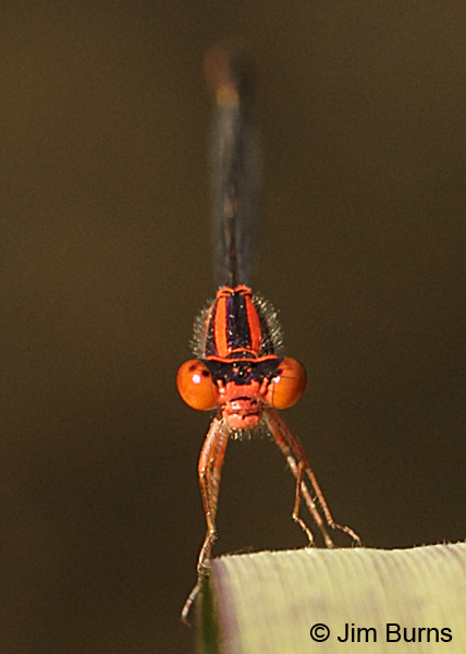 Cherry Bluet male face shot, Horry Co., SC, May 2014