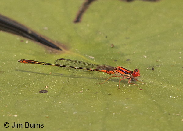 Cherry Bluet male on lilypad, Chesterfield Co., SC, May 2014