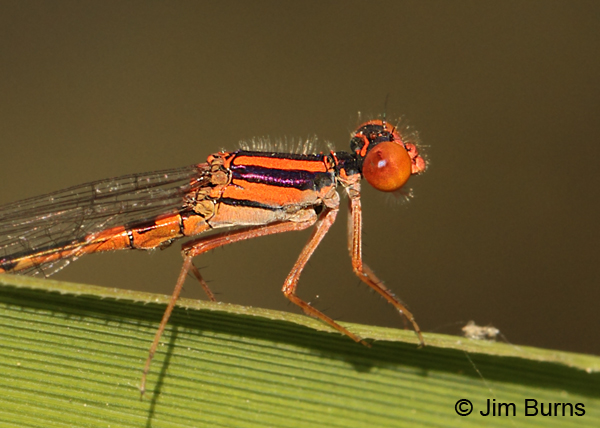Cherry Bluet male thorax, Horry Co., SC, May 2014