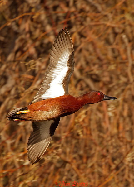Cinnamon Teal male in flight, ventral wing--7788