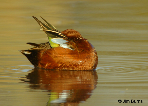 Cinnamon Teal male feather detail