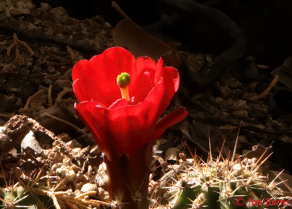 Claret Cup Cactus #3, Arizona--5035