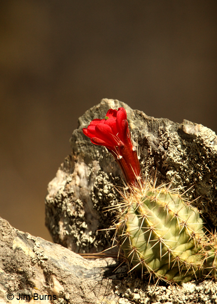 Claret Cup Cactus, Arizona