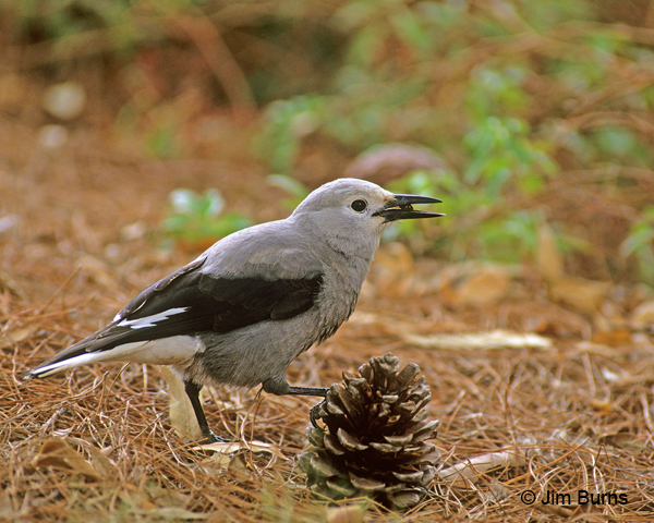 This Clark's Nutcracker, uncommon even in the White Mountains, surprised visitors one winter when it was found working pine cones in the Demonstration Garden.