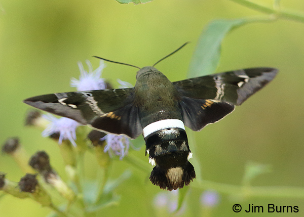 Clavipes Sphinx Moth upperwing, Texas