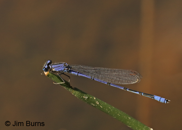 Claw-tipped Bluet male, Pinal Co., AZ, May 2016