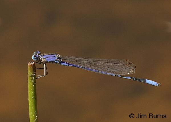 Claw-tipped Bluet male #2, Pinal Co., AZ, May 2016