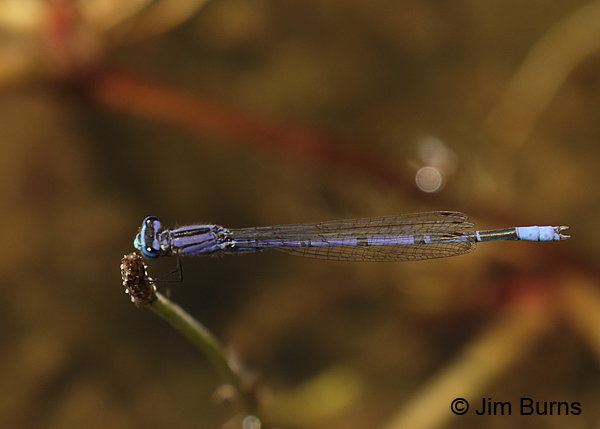 Claw-tipped Bluet male dorsal view, Pinal Co., AZ, May 2016