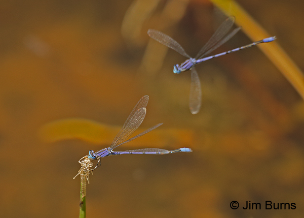 Claw-tipped Bluets, lower perched on Variegated Meadowhawk exuvia, Pinal Co., AZ, May 2016