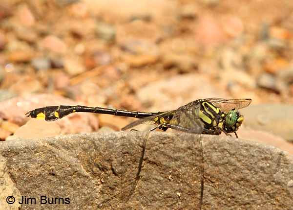 Cobra Clubtail male, Chisago Co., MN, July 2014