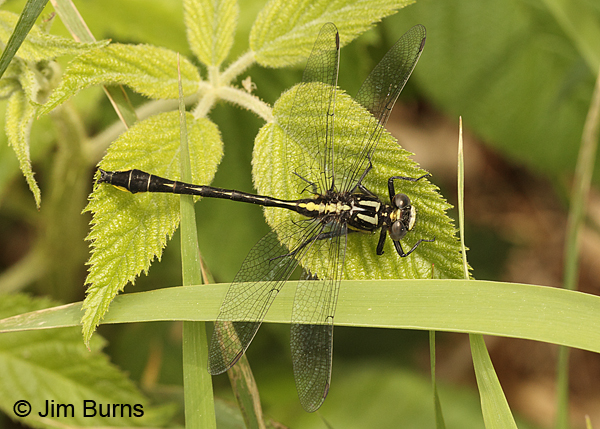 Cobra Clubtail male dorsal view, Rusk Co., WI, June 2014