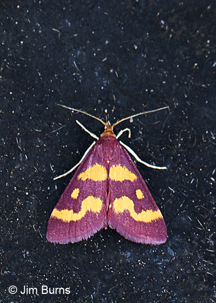 Coffee-loving Pyrausta Moth, Arizona
