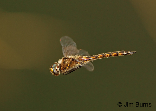 Common Baskettail male in flight in forest, Angelina Co., TX, April 2013