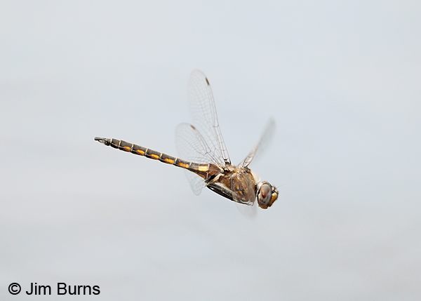 Common Baskettail male in flight over water, San Jacinto Co., TX, March 2013