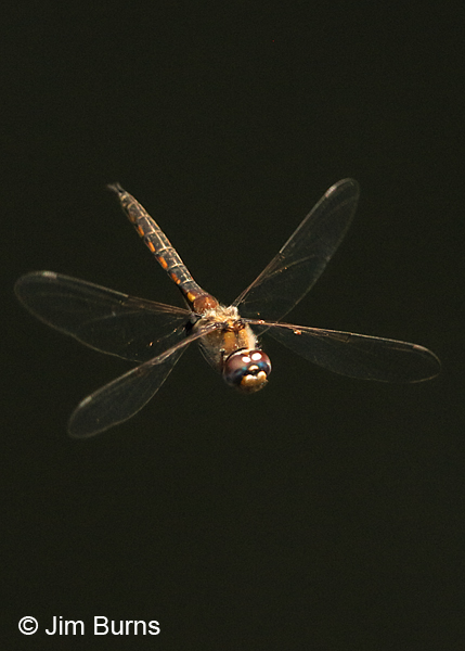 Common Baskettail male in flight from above, Santa Rosa Co., FL, March 2017