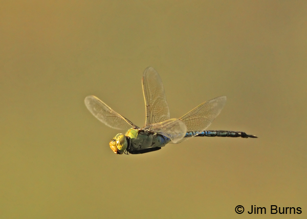Common Green Darner male in flight, Pinal Co., AZ, August 2012