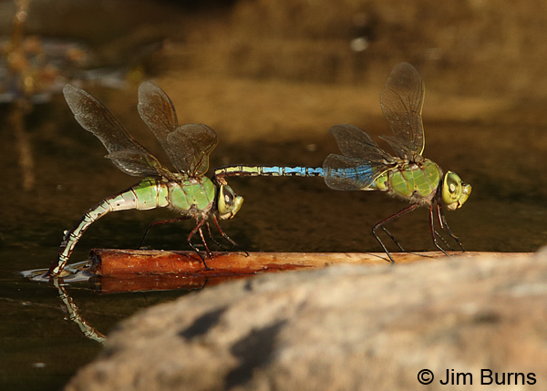 Common Green Darner pair in tandem, female ovipositing, Maricopa Co., AZ, August 2014