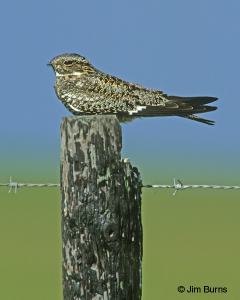 Common Nighthawk on fencepost