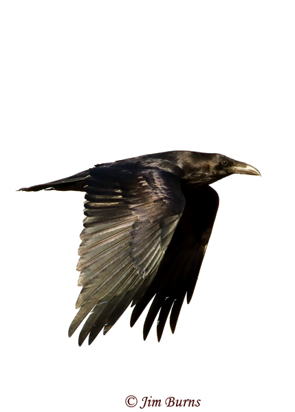Common Raven in flight--0305