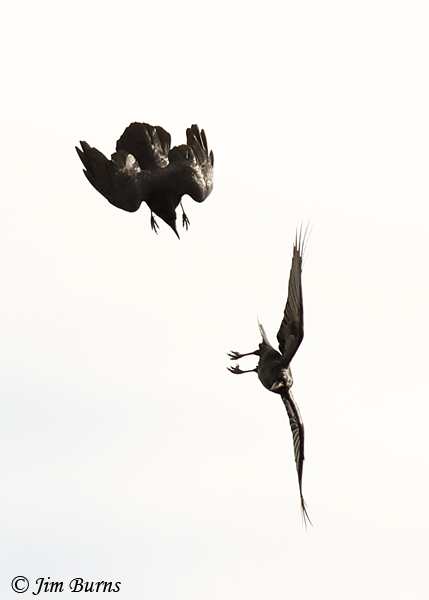 Common Ravens at play #2--4174
