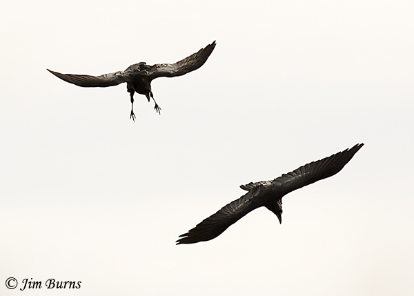 Common Ravens at play--4178