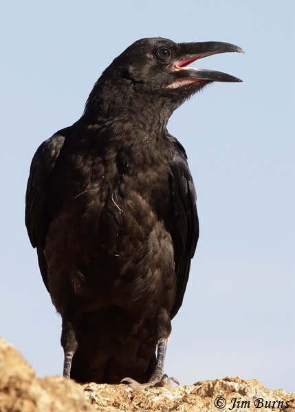 Common Raven juvenile showing retained gape marks--7036
