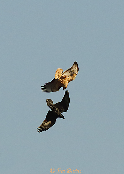 Common Raven-Red-tailed Hawk negotiations #1--7810