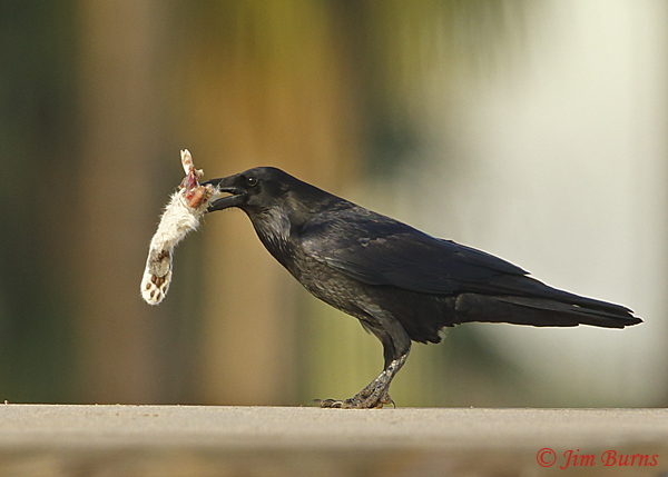Common Raven with unlucky rabbit's foot--7845