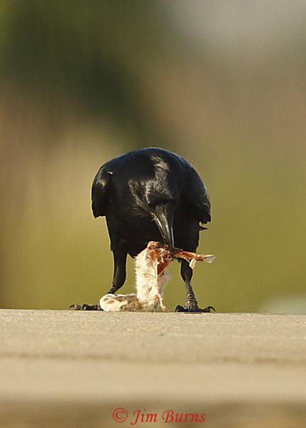 Common Raven with unlucky rabbit's foot #3--7890
