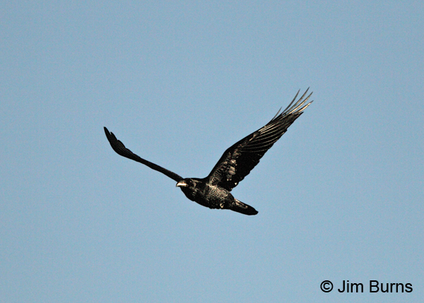 Common Raven aka Long-nosed Falcon