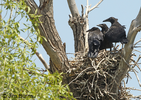 Common Raven cottonwood nest with three jully grown juveniles