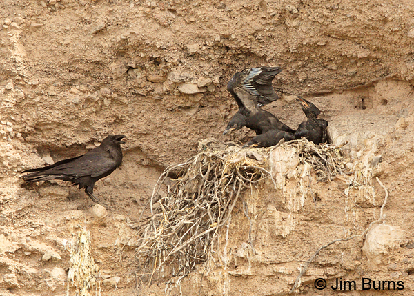 Common Raven family