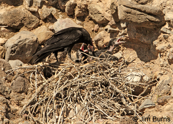 Common Raven female feeding nestlings