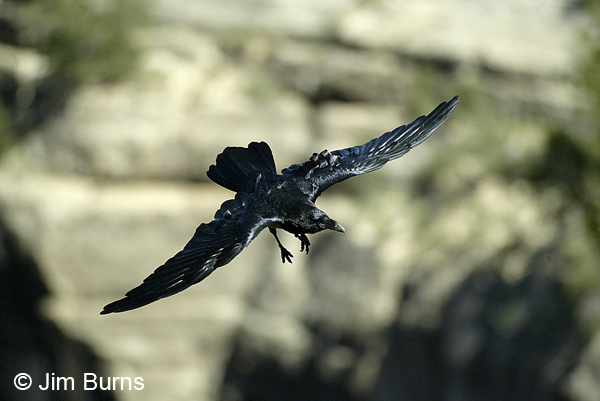 Common Raven in flight