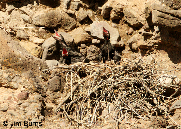 Common Raven nestlings
