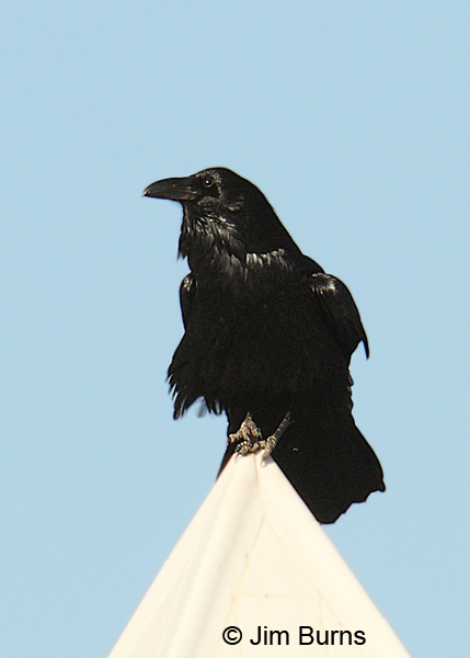 Common Raven on Hunt's tomb-the exposure nightmare