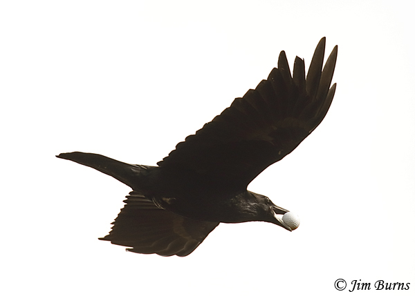 Common Raven with mushroom--3959