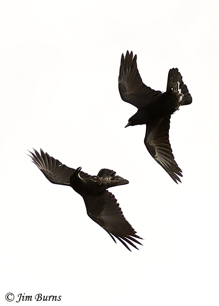 Common Ravens at play #3--4189