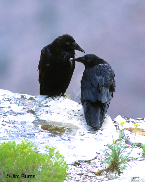 Common Ravens allopreening #2