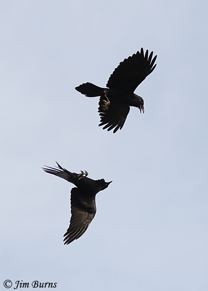 Common Ravens at play #4--4216