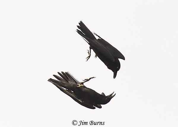 Common Ravens at play #5--4220