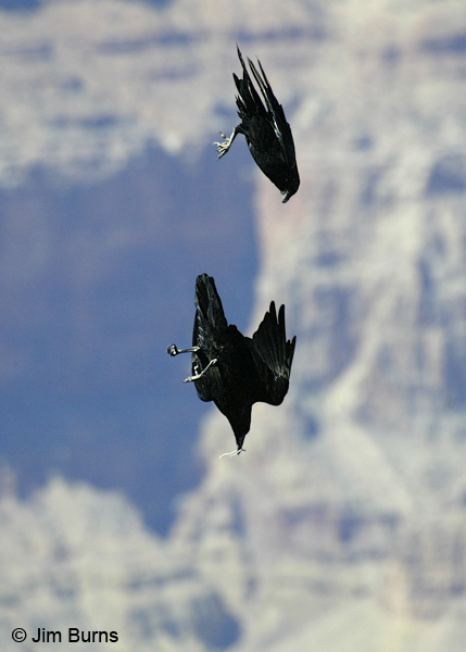 Common Ravens playing with twig