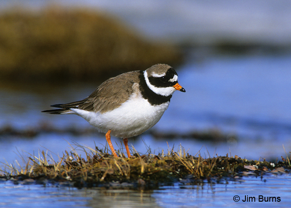 Common Ringed Plover in water